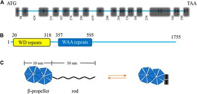 Primary cilia-associated protein IFT172 in ciliopathies